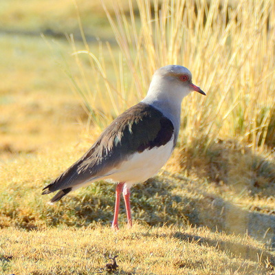 Andean Lapwing